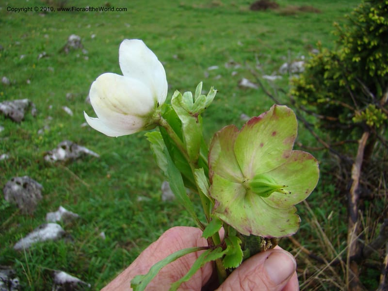 Helleborus niger, C. Davidson 11219--Slovenia, Stajerska Region, Menina Planina, 19 May 2008.  038 (3).jpg