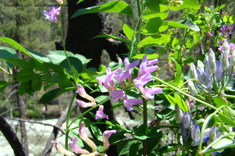 Vicia americana, C. Davidson 11391--Idaho. Idaho Co. Salmon River. Shepp Ranch. 28 May 2009. 169.jpg