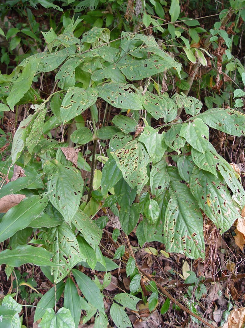 Anchomanes--Cameroon. Limbe Botanic Garden. 4 Dec 03. 236.jpg