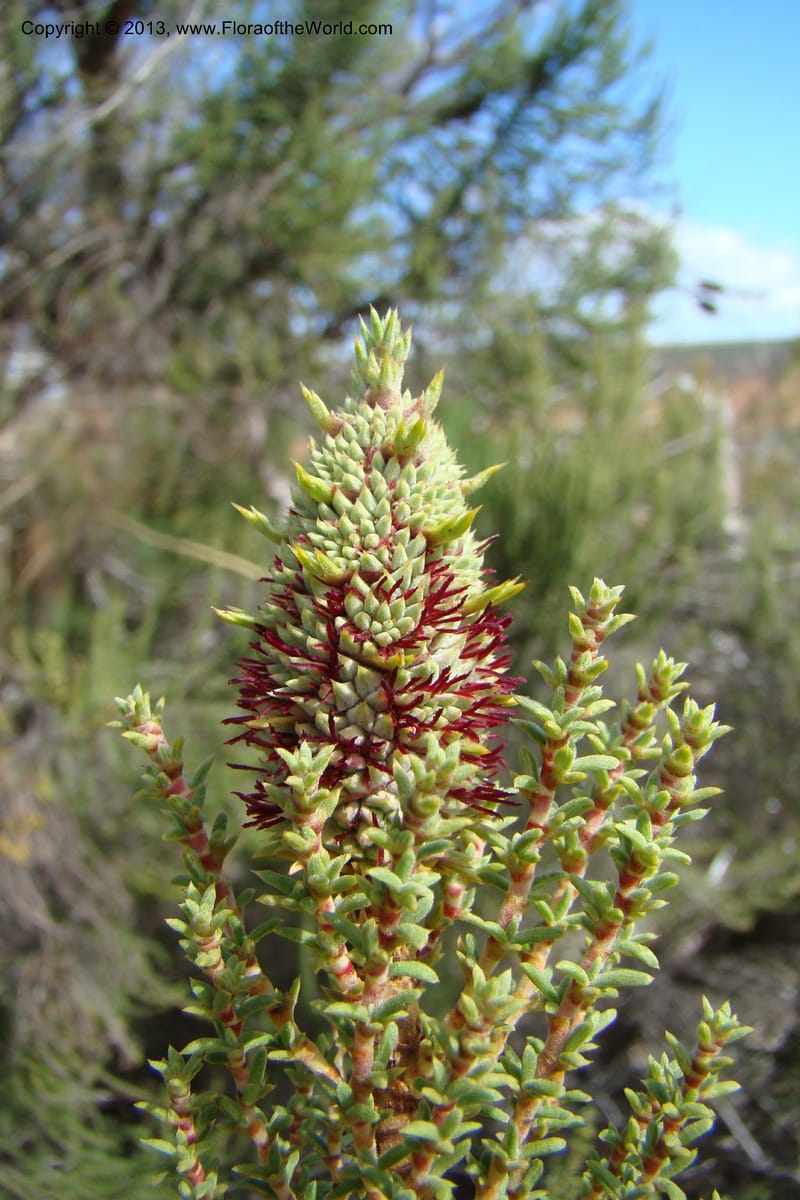 Cliffortia dichotoma, C. Davidson 11570--So Africa. No Cape. Papkuilsfontein. 26 Aug 09. 1 (13).jpg
