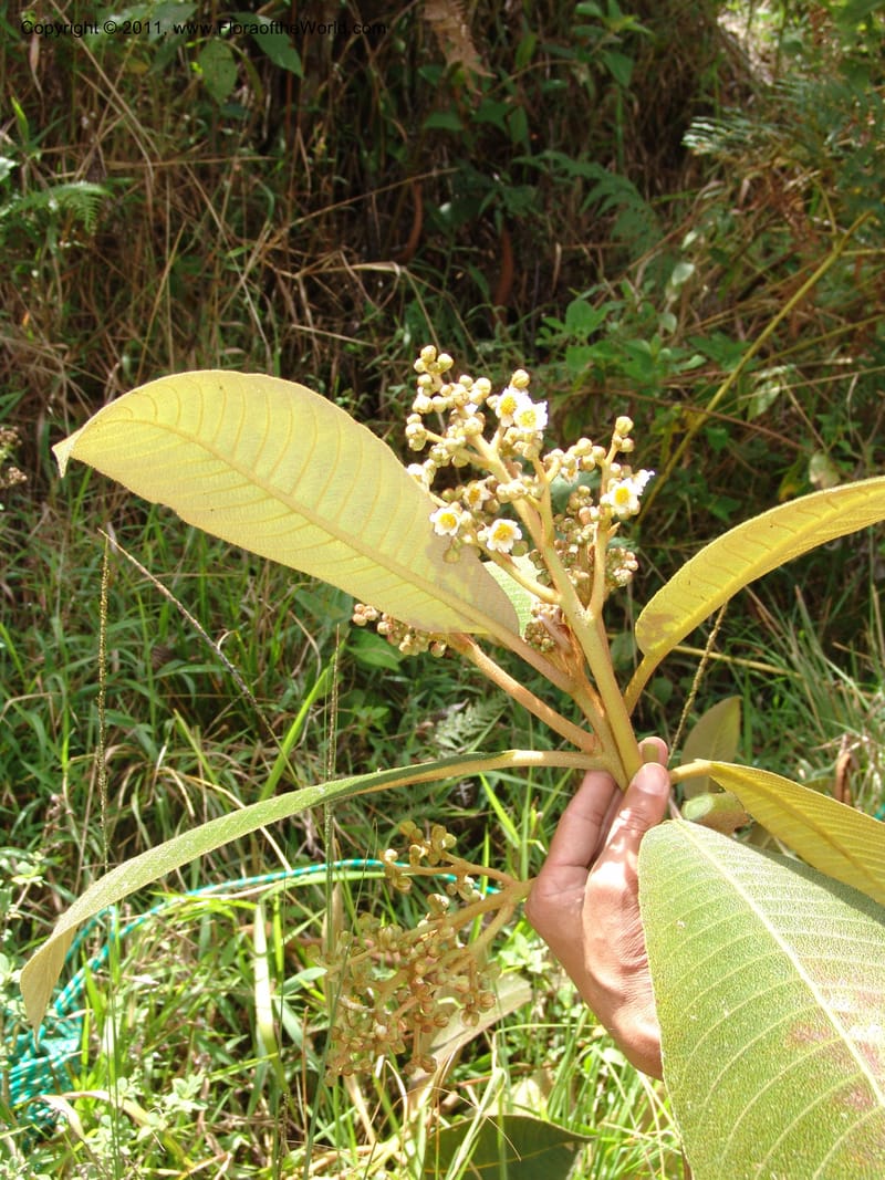 Saurauia, Vasquez31456--Peru. Prov. Oxa. Parq. Nac. Yanachaga Chemillen. 12 Oct 06. 092.jpg