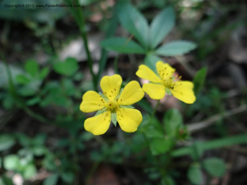 Potentilla kleiniana, Li Pan 1205278--China. Zhejiang Prov. Shunxi Village. 28 May 2012. DSC00347 (311).JPG