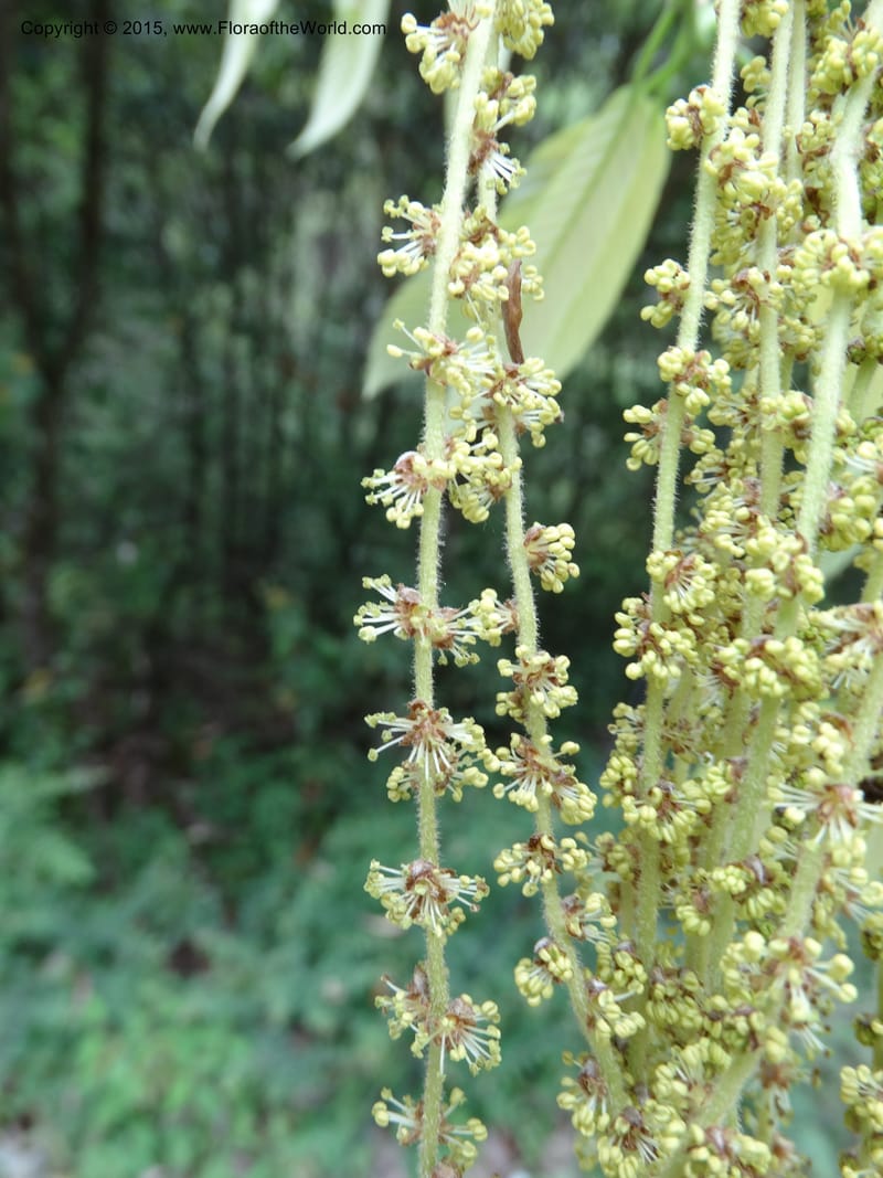 Quercus, Boufford, D 43691--China. Sichuan. LongDongZhen on Rd. to LeiYuan Shan. 13 May 2014. DSC05860 (126).JPG