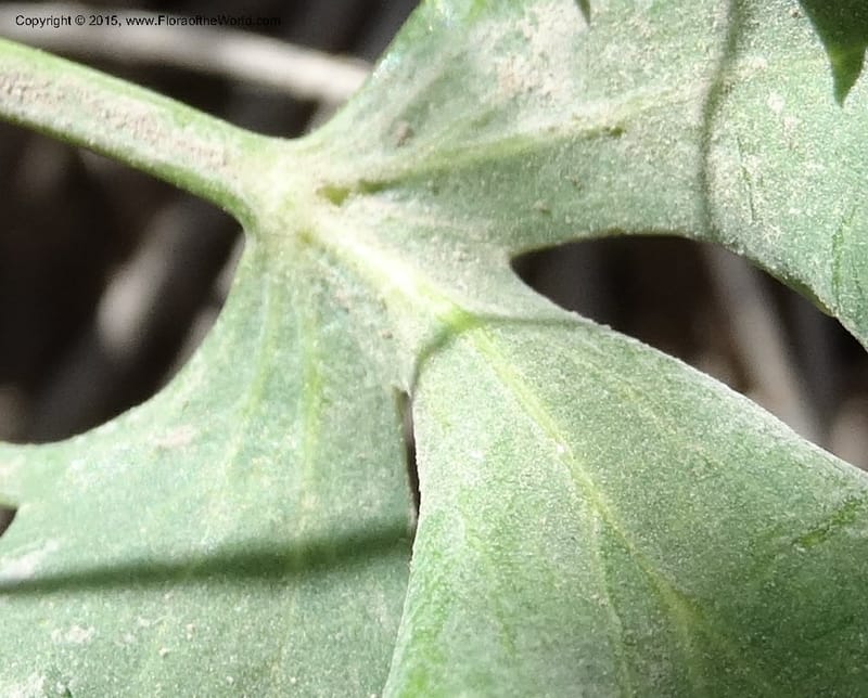 Asteriscium chilensis, Davidson, C 12819--Chile. Ruta J-55 east of Talca. 27 Nov 2014. DSC08479 (77).JPG