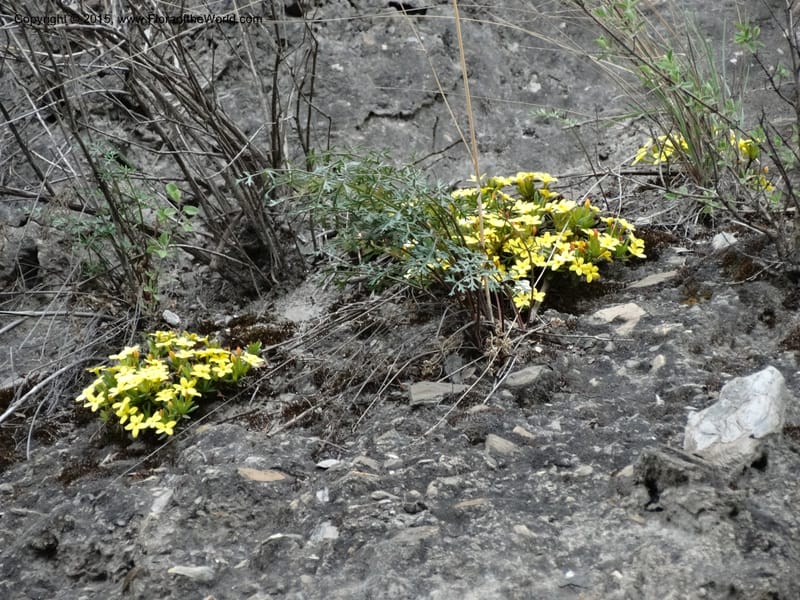 Wikstroemia, Boufford, D 43598--China. Sichuan. Yonghe Village. 6 May 2014. DSC04110 (53).JPG
