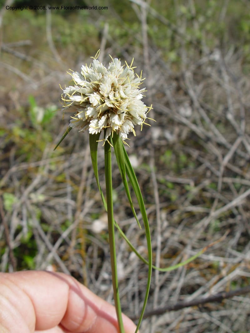 Cyperus obtusiflorus--So. Africa. KwaZuluNatal. Lake Sibaya Lodge. 1 Oct 03. 108.jpg
