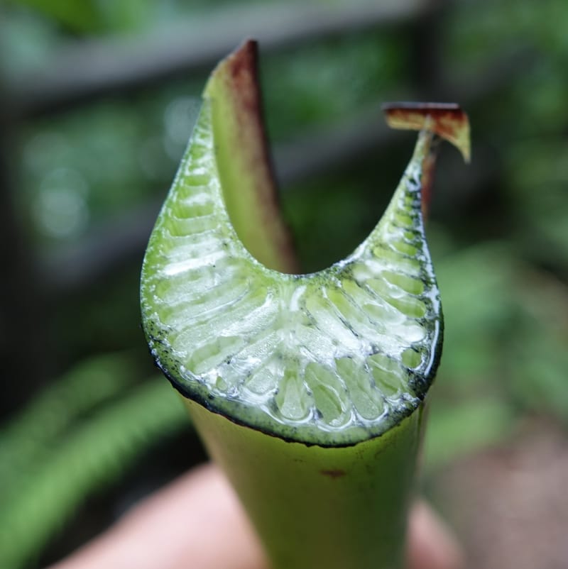 Musa formosana, Chung Kuo-Fang 3351--Taiwan. Wulai Distr. Wulai village. Hsing Hsian Trail. 19 May 2016. DSC03046 (175).JPG