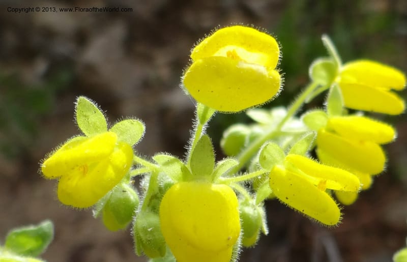 Calceolaria, WDS 34221--Chile. Cta 115. 11.5 km W of La Laguna. 22 Feb 2013. DSC02736 (45).JPG