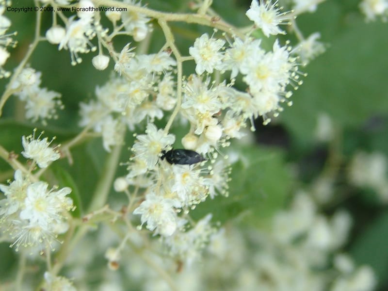 Holodiscus discolor, CDavidson11109--ID. Adams Co. For. Serv. Rd. 453, to Goose Lk. 20 Jul 07. 069.jpg