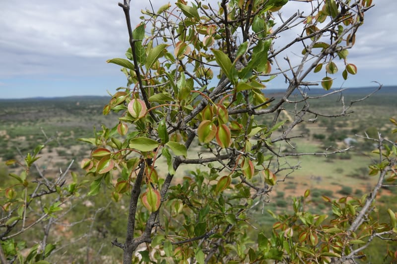 Combretum apiculatum, L. Nanyeni 1249--Namibia. Pepperkorrel Farm off D1472. 27 Mar 2018. DSC03632 (103).JPG