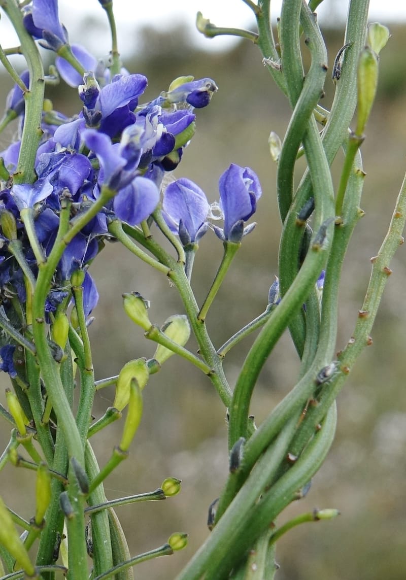 Comesperma volubile, Gray, B 9749--Australia. W. A. S of Sterling Range Rd. on Red Gum Pass Rd. 30 Oct 2016. DSC06952 (32).JPG