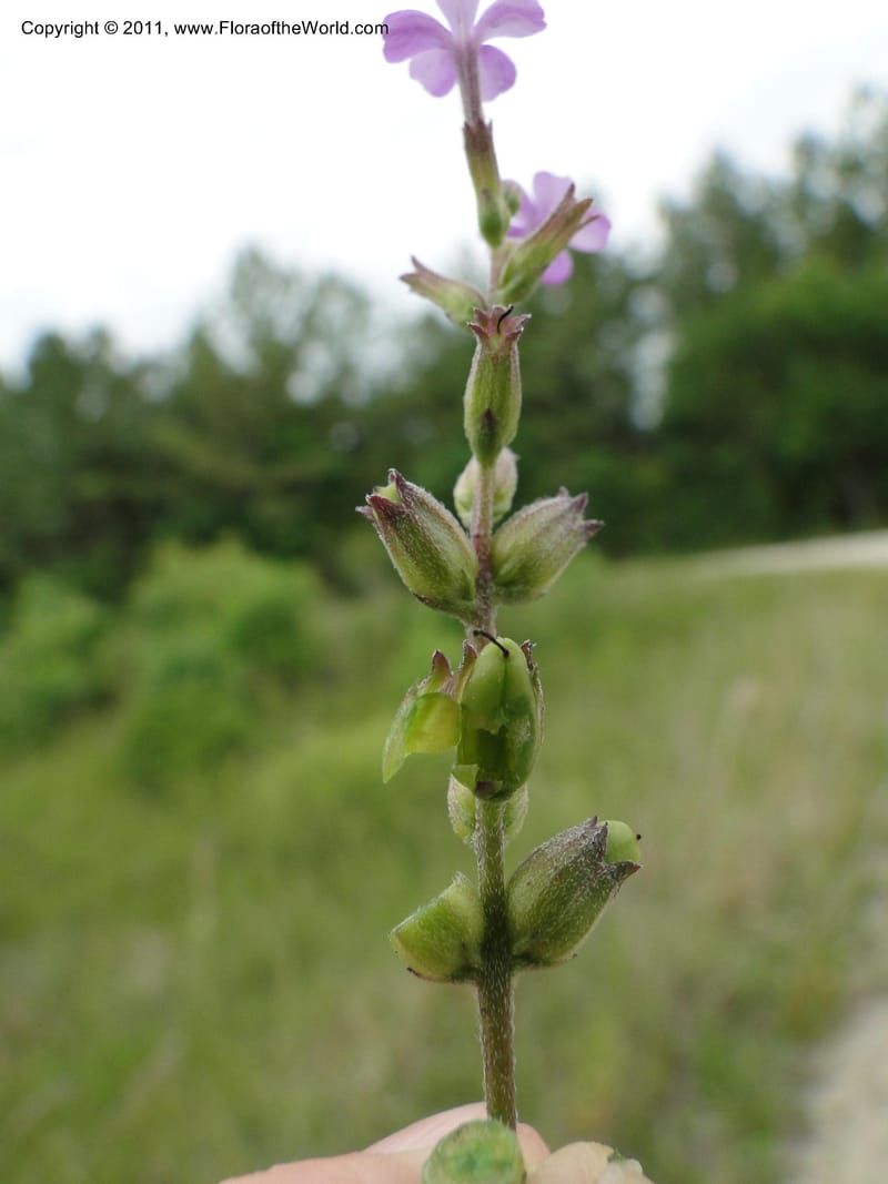 Buchnera americana, Mori, S 27419, USA, North Carolina, Jones Co, Catfish L Rd 10.5 miles from jct with Hwy 58, E of Maysville, 23 May 2010 (26).JPG