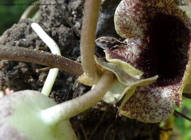 Asarum shuttleworthii, Davidson, C 12948--North Carolina. Trans. Co. W Cradle of For. 11 May 2015. DSC03837 (22).JPG