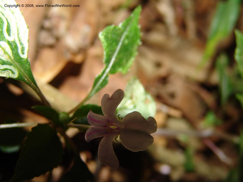Impatiens sodenii--Kenya. Limuru. Forest fragment near Brackenhurst Ctr. 11 Jul 04. 041.jpg