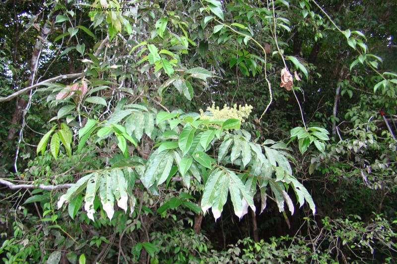 Talisia, RVasquez34835--Peru. Loreto. Dist. Nauta. Qbda Nawapa, Rio Tigre. 11 Nov 08. 926.jpg