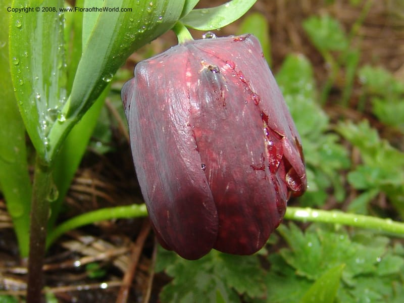 Fritillaria latifolia--Georgia. Ca. Cross Pass. Georgia Milt. Hwy. 1Jun 05. 049.jpg
