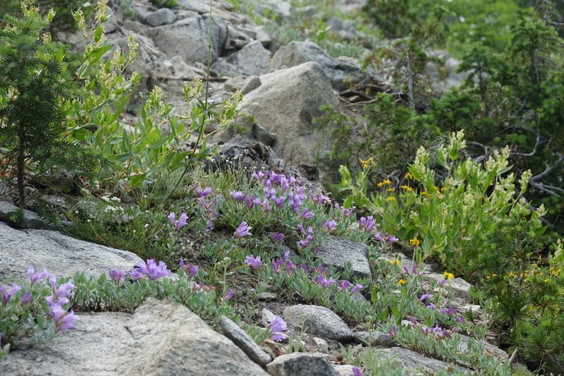 Penstemon montanus var. idahoensis, C. Davidson 13722--ID. Boise Co. Scott Mtn. L.O. rd. 15 July 2017. DSC03279 (238).JPG