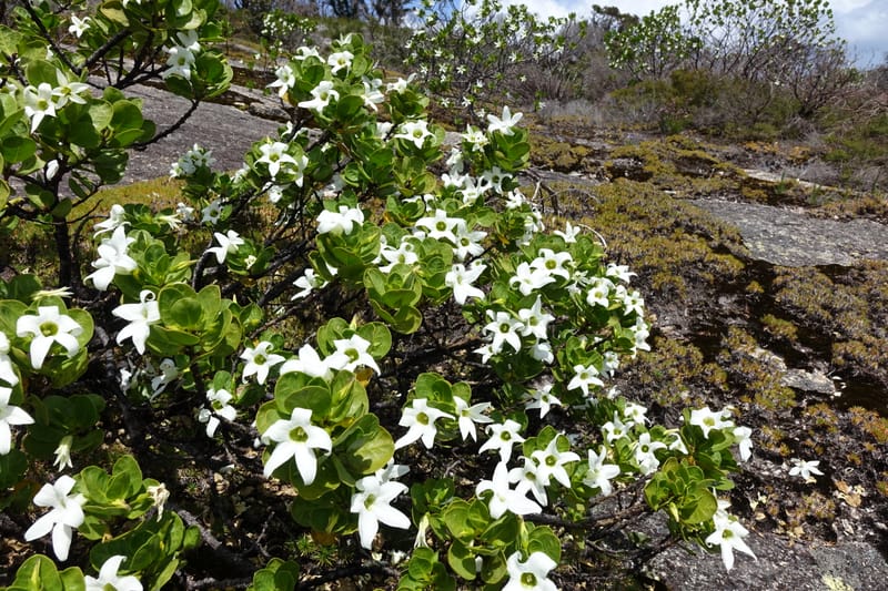 Anthocercis viscosa, Davidson, C 13498--Australia. W. A. Two People's Bay Nat. Res. 29 Oct 2016. DSC06475 (131).JPG