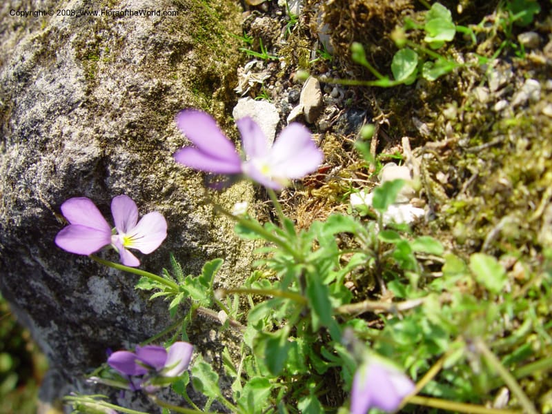 Viola hispida--France. Paris. Jardin des Plantes. 30 May 03. 040.jpg