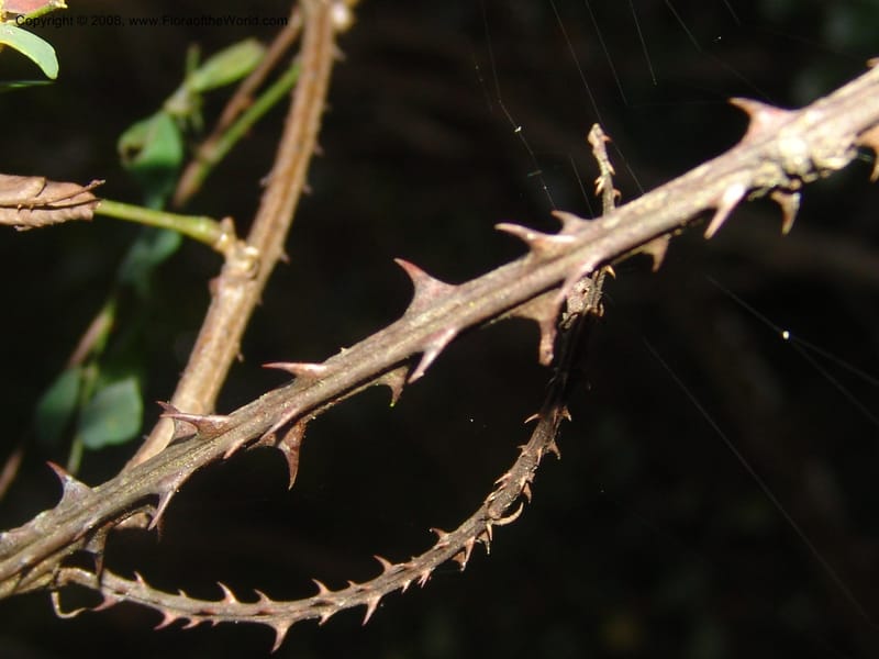 Adenopodia spicata--So.Africa. Mpumal. Buffelskloof Private Nat. Res. 17 Mch 05. 324.jpg