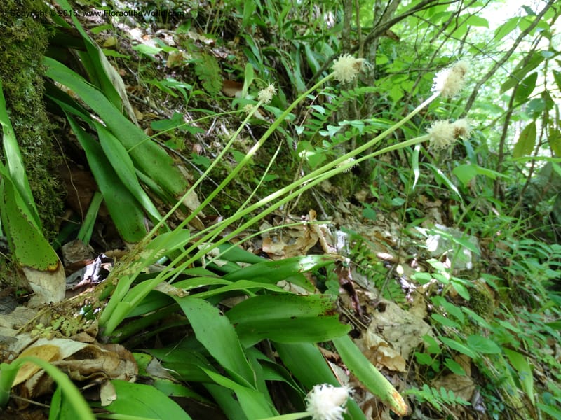Cymophyllus fraserianus, Davidson, C 12984--North Carolina. Clay Co. Perry Gap Rd, Barnard's Cr. 13 May 2015. DSC04860 (89).JPG