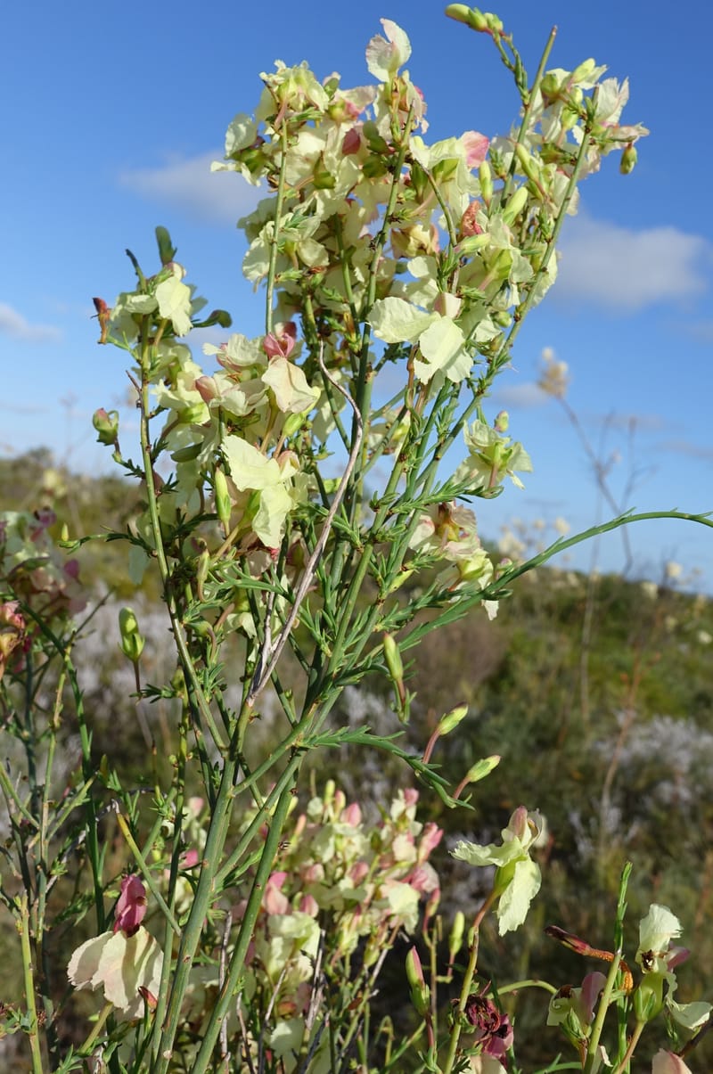Leschenaultia linarioides, Davidson, C 13441--Australia. W.A. Mt. Adams Rd. 24 Oct 2016. DSC05357 (18).JPG