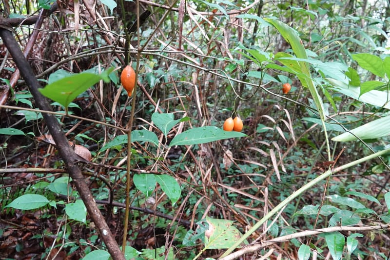 Tabernanthe iboga, C. Davidson 13949--Gabon. Mondah. Arb Raponda Walker. 4 Nov 2018. DSC01949 (66).JPG