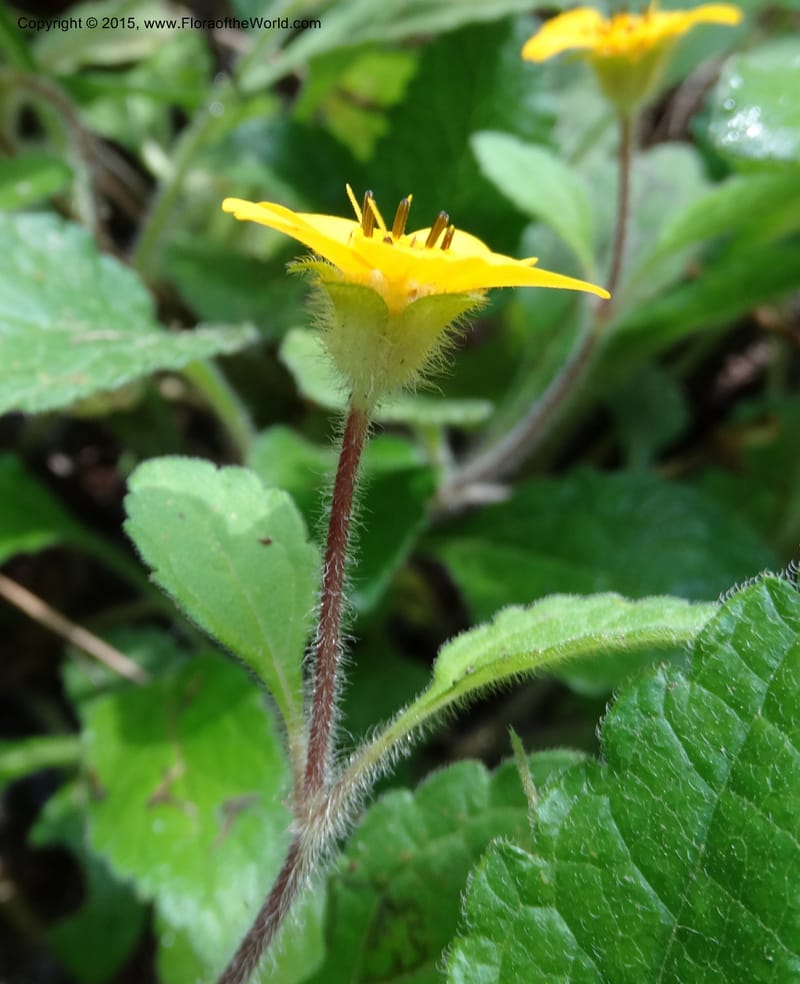 Chrysogonum virginianum, Davidson, C 13044--South Carolina. Oconee Co. Brasstown Cr. 19 May 2015. DSC06413 (4).JPG