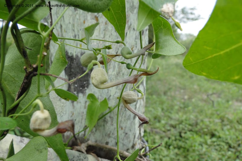 Aristolochia rojasiana, W. D. Stevens 31016--Paraguay. Edo. Pres. Hayes. Rta. 9. 13 Mar 2011. 210 (32).jpg