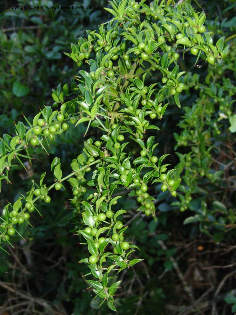 Azima tetracantha--So.Africa. E. Cape. Maitland Nat.Res. 5 Mch 05. 112.jpg