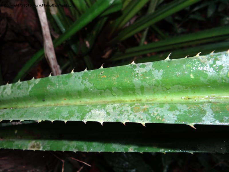 Pandanus acaulescens, Callmander 1040--Thailand. Chiang Mai Prov. Doi Suthep Pui Nat. Park. 7 Nov 2012. DSC07362 (338).JPG
