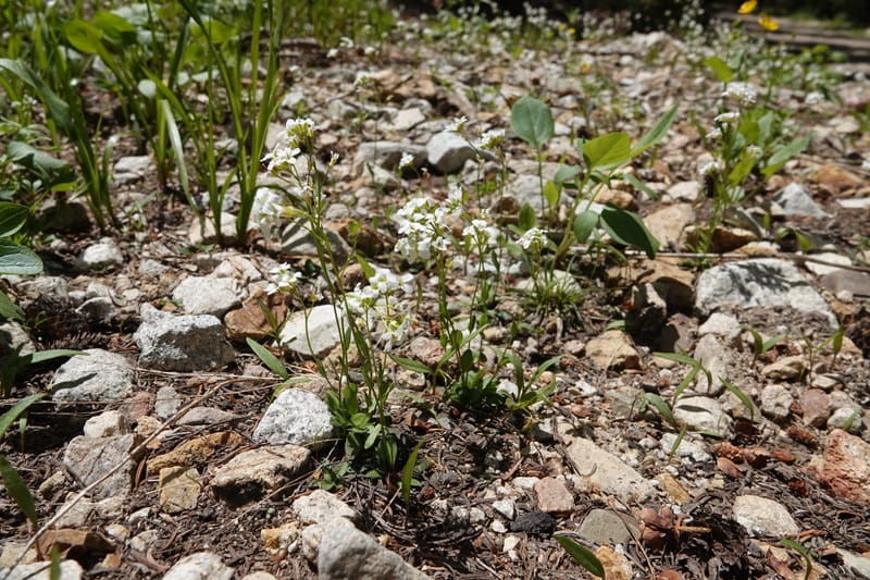 Arabis nuttallii, C. Davidson 14036--ID, Valley Co. Elkl Summit. 18 July 2019. DSC00995 (20).JPG