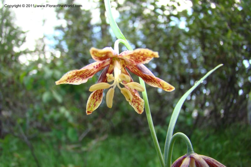 Fritillaria atropurpurea, C. Davidson 11437--Idaho. Valley Co. Payette Lake. Sylvan Beach. 7 June 2009. 027.jpg