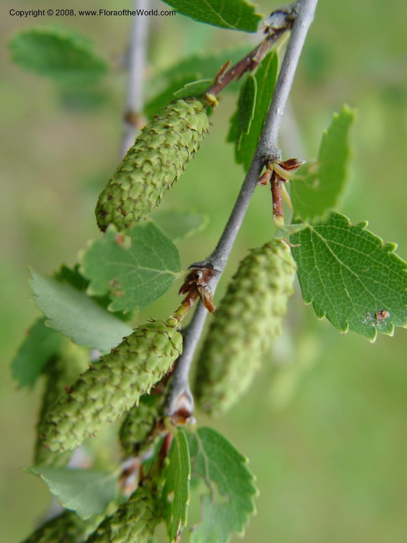 Betula pumila--MA. Arnold Arb. 30 Jun 03. 200.jpg