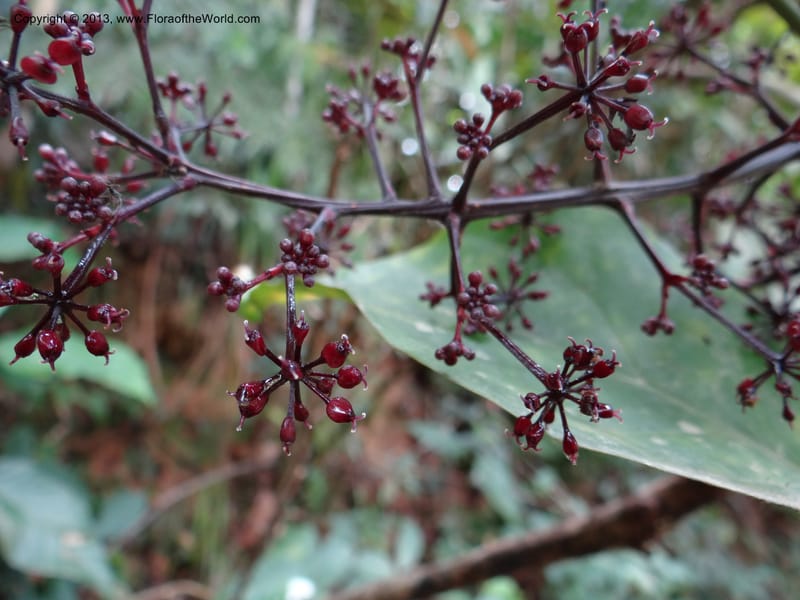 Polyscias purpurea, Gray, B 9640--Australia. Queensland. Mt. Lewis Rd., Mt. Lewis. 13 Nov 2013. DSC08352 (45).JPG