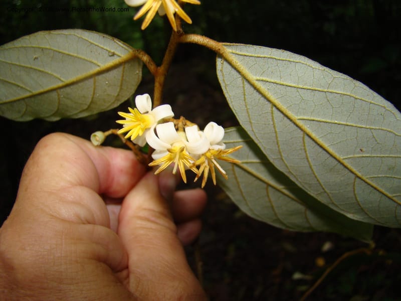 Styrax nicaraguense, WDStevens27263--Nicaragua. Matagalpa. Cerro Picacho at Selva Negra. 16 Jun 08. 041.jpg