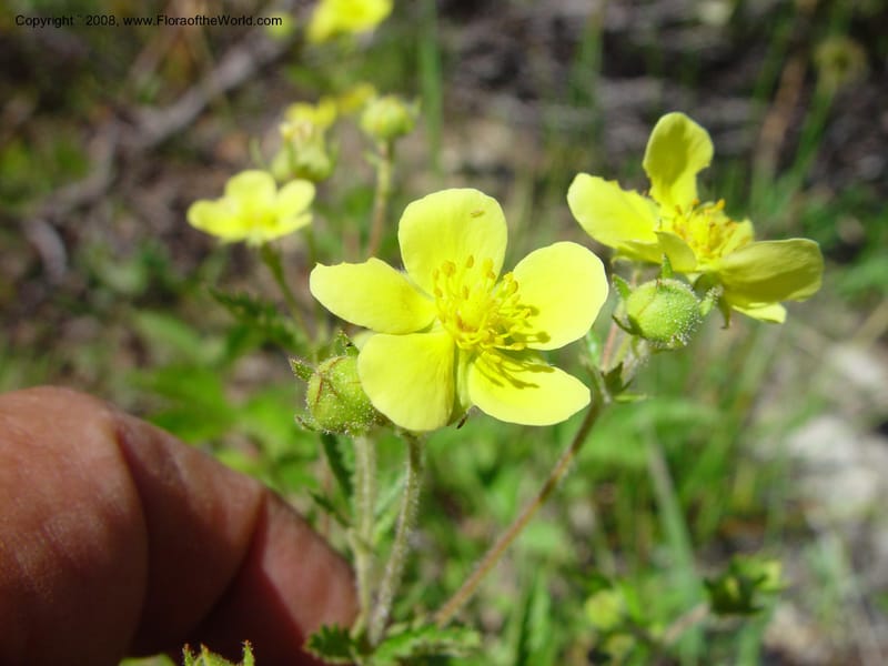 Potentilla, CDavidson10987--ID. Valley Co. Payette Lake. 12 Jun 03. 063.jpg