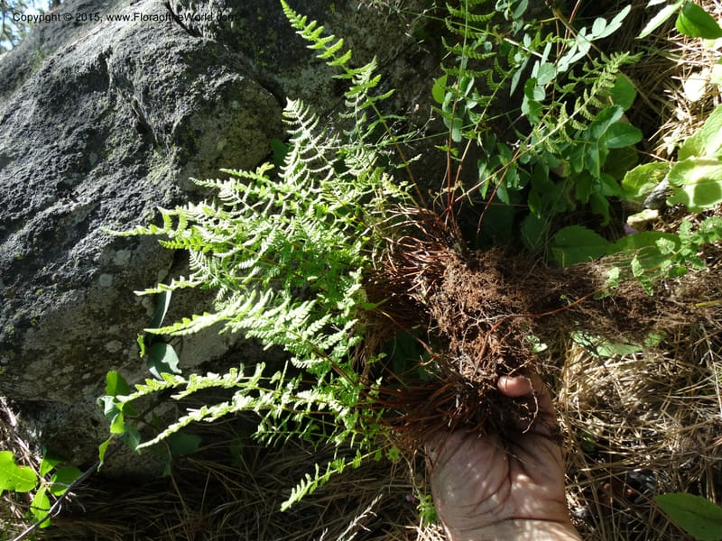 Woodsia scopulina, Davidson, C 12843--Idaho. Valley County. Sylvan Beach. 15 Jun 2015.  (46).JPG