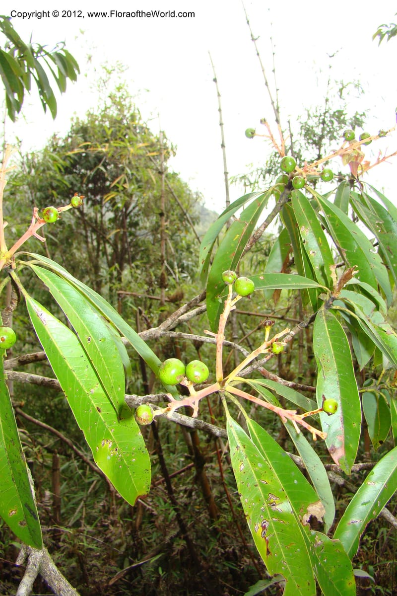 Machilus, Regalado 1630--Viet Nam. Lao Cai Prov. Sa Pa Distr. 2 km NW Thac Bac. 5 Apr 09 052.jpg