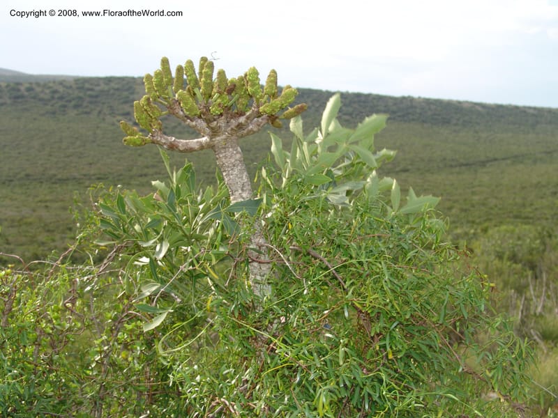 Cussonia spicata--So.Africa. E. Cape. Uitenhage Nat. Res. 6 Mch 05. 098.jpg