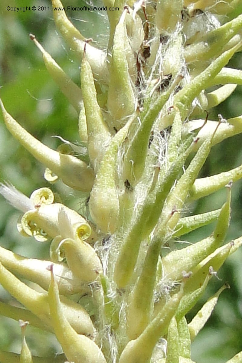 Salix, Davidson, C 11870--Idaho. Idaho Co. Warren Wagon Rd. 8 July 2011. 074 (5).jpg