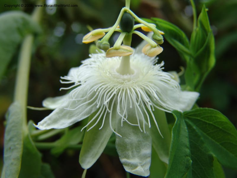 Passiflora--Kenya. Limuru. Brackenhurst Bot. Gard. 11 Jul 04. 058.jpg