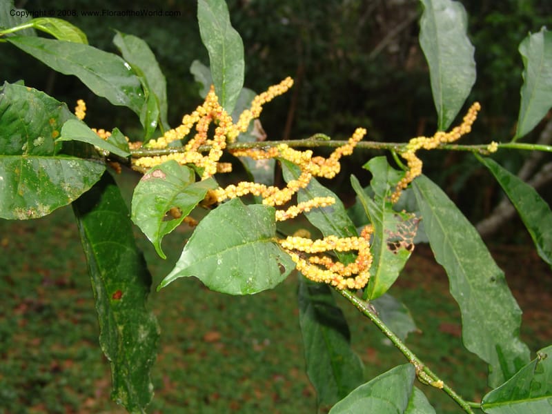 Sorocea sprucei, AAraujoM3071--Bolivia. Pq. Nal. Madidi. Chalalan, Sendero Jaguar. 24 Sep 06. 069.jpg