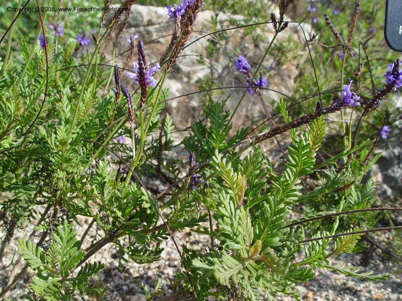 Lavandula multifida, 2003.0410--Spain. Barcelona Botanic Garden. 19 Apr 04. 154.jpg