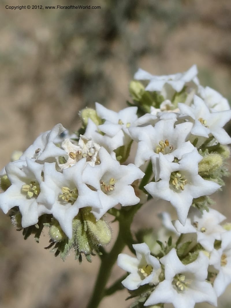Eriodictyon angustifolium, Davidson, C 11943--AZ. Yavapai Co. Crown King Rd. 7 May 2012. DSC0894 1 (88).JPG