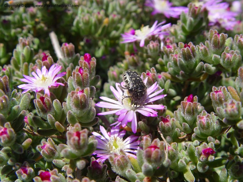 Drosanthemum floribundum--Spain. Blanes. Marimurtra Bot. Gard. 24 Apr 04. . 005.jpg