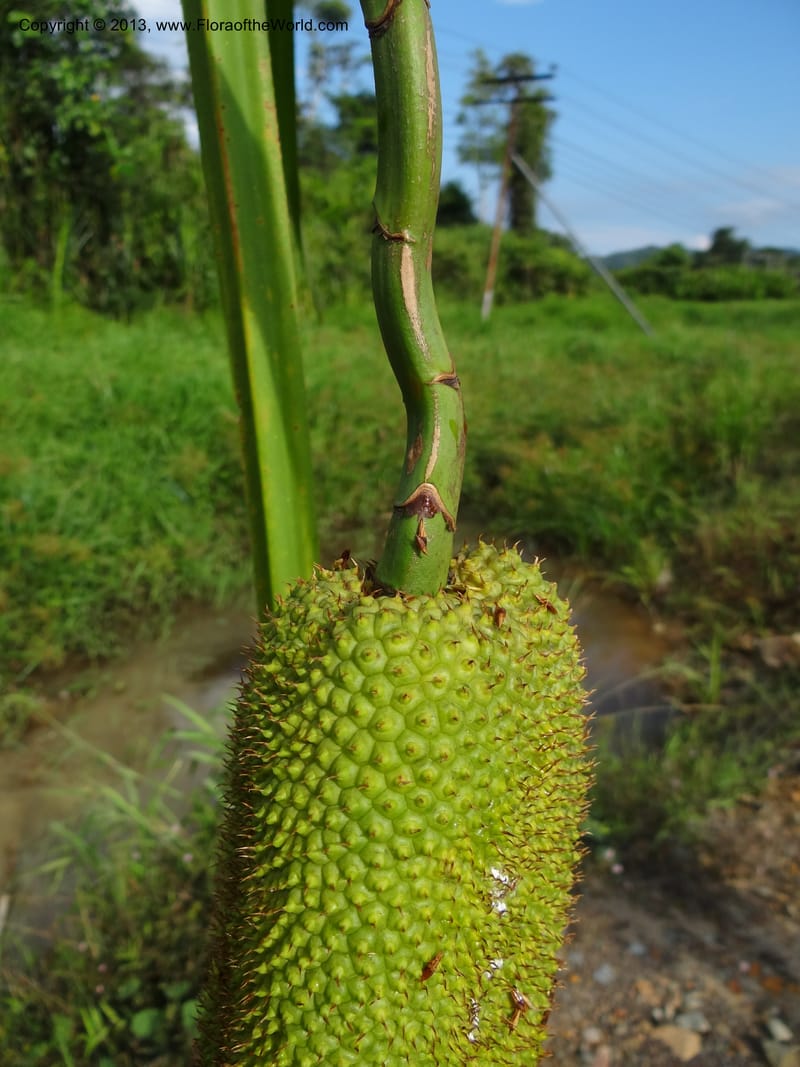 Pandanus helicopus, Callmander 1023--Sabah. Klias Forest Reserve. 3 Apr 2012. DSC06489 (205).JPG