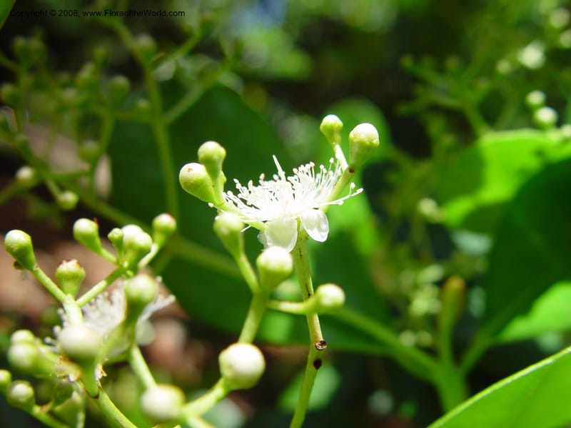 Pimenta racemosa--FL. Fairchild Tropical Gard. 6 Apr 03. 251.jpg