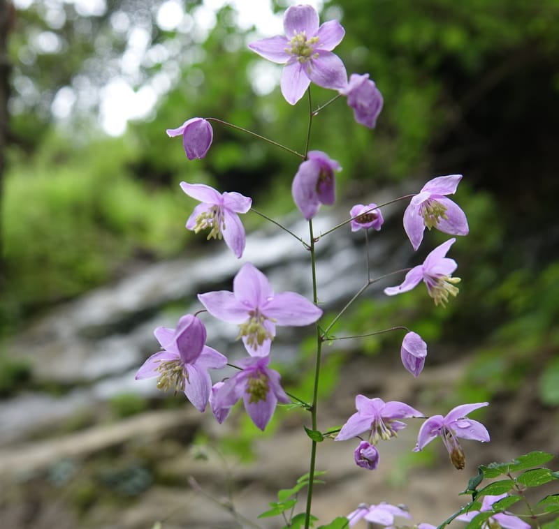 Thalictrum delavayi, C. Davidson 13765--China. Sichuan. Yibailingba-gou. 12 Aug 2017. DSC04660 (196).JPG