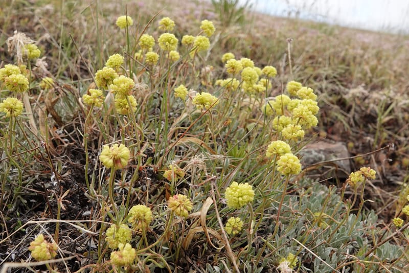 Eriogonum douglasii, C. Davidson 13770--Oregon. Wallowa Co. Upper Camp Creek Canyon. 4 Jun 2018. DSC04733 (99).JPG